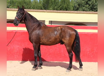 PRE Mestizo, Caballo castrado, 12 años, 160 cm, Castaño