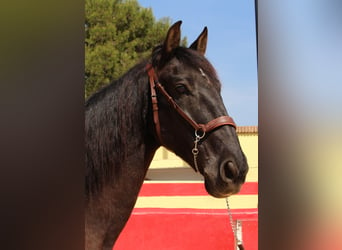 PRE Mestizo, Caballo castrado, 12 años, 160 cm, Castaño