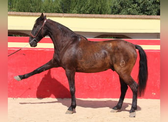 PRE Mestizo, Caballo castrado, 12 años, 160 cm, Castaño