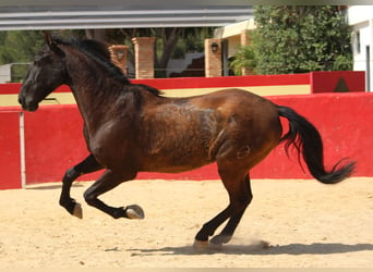 PRE Mestizo, Caballo castrado, 12 años, 160 cm, Castaño