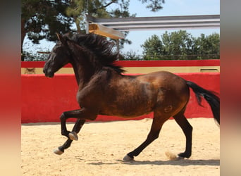 PRE Mestizo, Caballo castrado, 12 años, 160 cm, Castaño