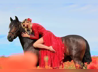 PRE Mestizo, Caballo castrado, 12 años, 160 cm, Castaño oscuro