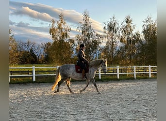 PRE, Caballo castrado, 12 años, 160 cm, Tordo rodado