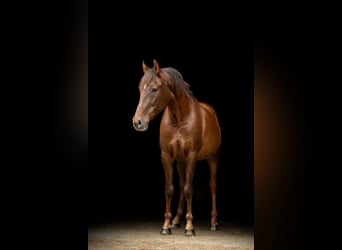 PRE, Caballo castrado, 12 años, 162 cm, Alazán-tostado