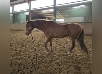 PRE Mestizo, Caballo castrado, 12 años, 163 cm, Alazán