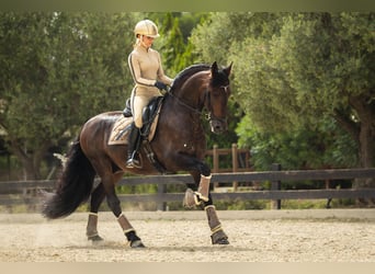 PRE Mestizo, Caballo castrado, 12 años, 163 cm, Castaño oscuro