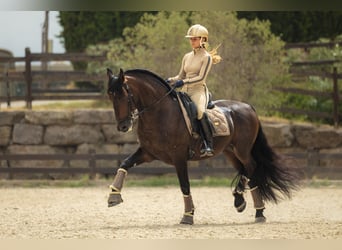 PRE Mestizo, Caballo castrado, 12 años, 163 cm, Castaño oscuro