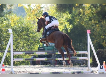 PRE Mestizo, Caballo castrado, 12 años, 164 cm, Castaño