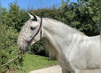 PRE, Caballo castrado, 12 años, 164 cm, White/Blanco