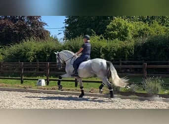 PRE, Caballo castrado, 12 años, 164 cm, White/Blanco