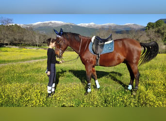 PRE Mestizo, Caballo castrado, 12 años, 165 cm, Castaño