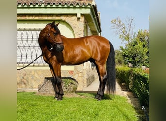 PRE Mestizo, Caballo castrado, 12 años, 165 cm, Castaño oscuro