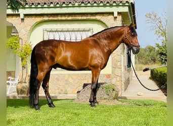 PRE Mestizo, Caballo castrado, 12 años, 165 cm, Castaño oscuro