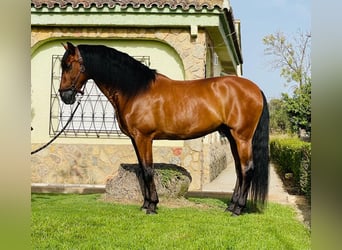 PRE Mestizo, Caballo castrado, 12 años, 165 cm, Castaño oscuro