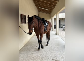 PRE Mestizo, Caballo castrado, 12 años, 165 cm, Castaño rojizo