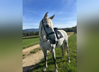 PRE, Caballo castrado, 12 años, 165 cm, Tordo