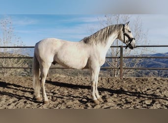 PRE, Caballo castrado, 12 años, 167 cm, Tordo