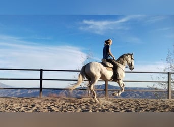 PRE, Caballo castrado, 12 años, 167 cm, Tordo