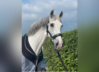 PRE Mestizo, Caballo castrado, 12 años, 167 cm, White/Blanco