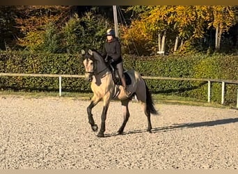 PRE Mestizo, Caballo castrado, 12 años, 168 cm, Buckskin/Bayo