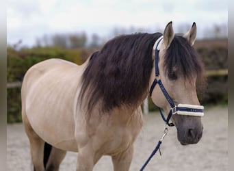 PRE Mestizo, Caballo castrado, 12 años, 168 cm, Buckskin/Bayo