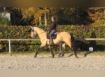 PRE Mestizo, Caballo castrado, 12 años, 168 cm, Buckskin/Bayo