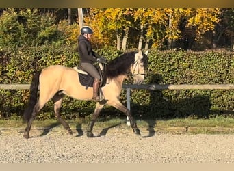 PRE Mestizo, Caballo castrado, 12 años, 168 cm, Buckskin/Bayo