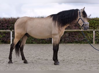 PRE Mestizo, Caballo castrado, 12 años, 168 cm, Buckskin/Bayo