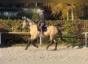 PRE Mestizo, Caballo castrado, 12 años, 168 cm, Buckskin/Bayo