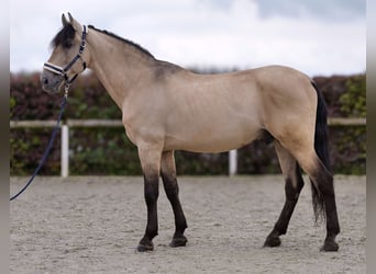 PRE Mestizo, Caballo castrado, 12 años, 168 cm, Buckskin/Bayo