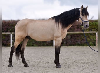 PRE Mestizo, Caballo castrado, 12 años, 168 cm, Buckskin/Bayo