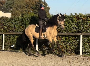 PRE Mestizo, Caballo castrado, 12 años, 168 cm, Buckskin/Bayo