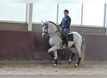 PRE Mestizo, Caballo castrado, 12 años, 168 cm, Tordo