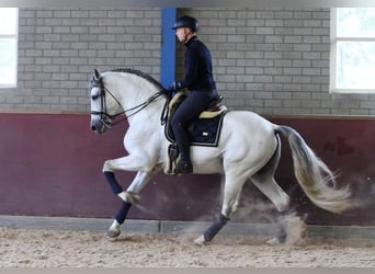 PRE Mestizo, Caballo castrado, 12 años, 168 cm, Tordo