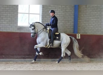 PRE Mestizo, Caballo castrado, 12 años, 168 cm, Tordo