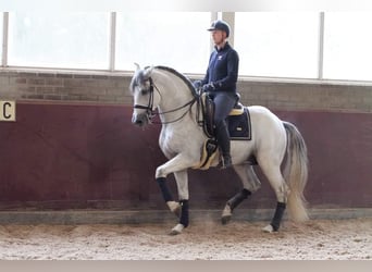 PRE Mestizo, Caballo castrado, 12 años, 168 cm, Tordo