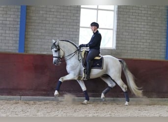 PRE Mestizo, Caballo castrado, 12 años, 168 cm, Tordo