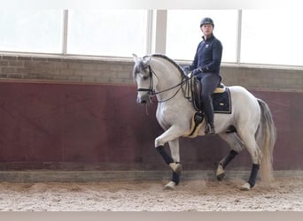 PRE Mestizo, Caballo castrado, 12 años, 168 cm, Tordo