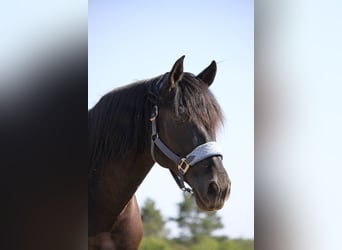 PRE Mestizo, Caballo castrado, 12 años, 170 cm, Morcillo