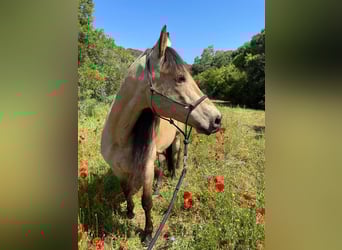 PRE Mestizo, Caballo castrado, 12 años, 172 cm, Buckskin/Bayo