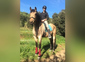 PRE Mestizo, Caballo castrado, 12 años, 172 cm, Buckskin/Bayo