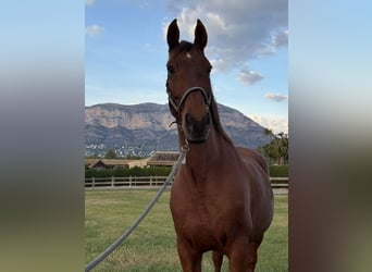 PRE Mestizo, Caballo castrado, 12 años, 172 cm, Castaño