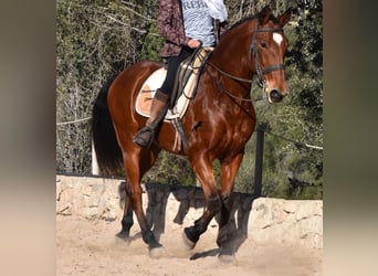 PRE, Caballo castrado, 13 años, 159 cm, Castaño