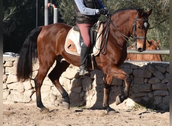 PRE, Caballo castrado, 13 años, 159 cm, Castaño