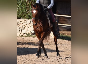 PRE, Caballo castrado, 13 años, 159 cm, Castaño