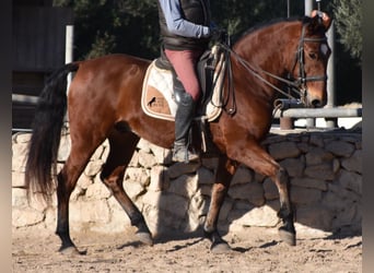 PRE, Caballo castrado, 13 años, 159 cm, Castaño