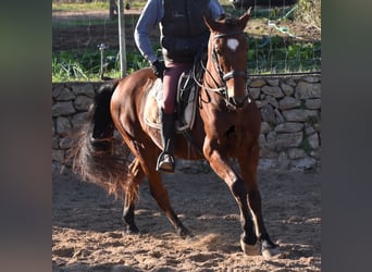 PRE, Caballo castrado, 13 años, 159 cm, Castaño