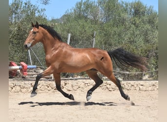 PRE, Caballo castrado, 13 años, 159 cm, Castaño