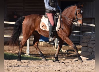 PRE, Caballo castrado, 13 años, 159 cm, Castaño