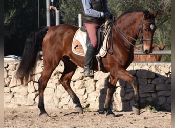 PRE, Caballo castrado, 13 años, 159 cm, Castaño